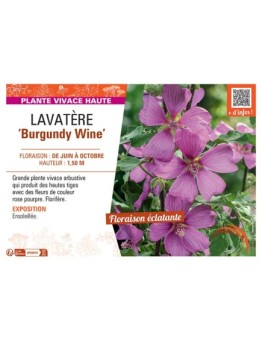 LAVATERE BURGUNDY WINE