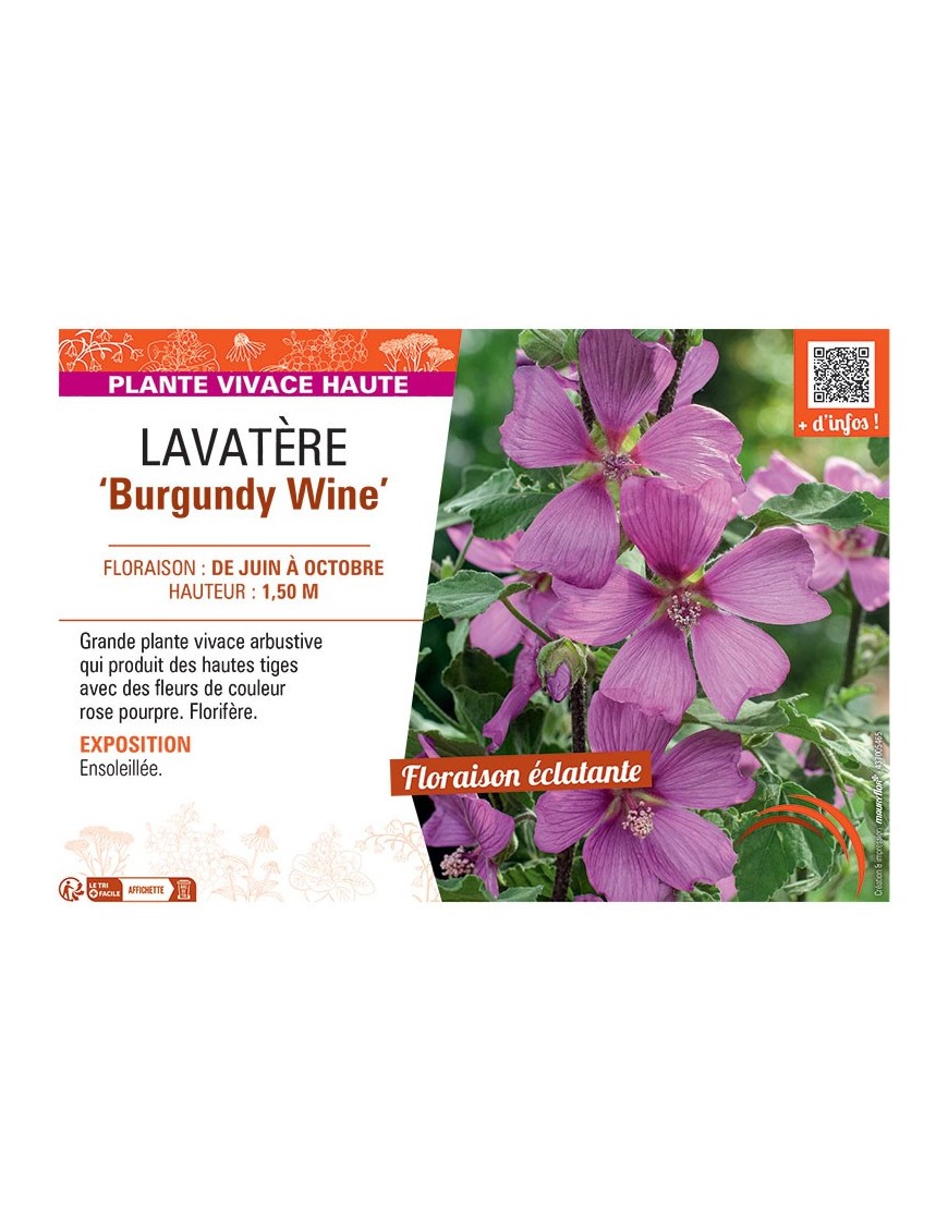 LAVATERE BURGUNDY WINE