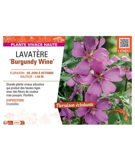 LAVATERE BURGUNDY WINE