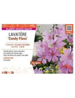 LAVATERE CANDY FLOSS