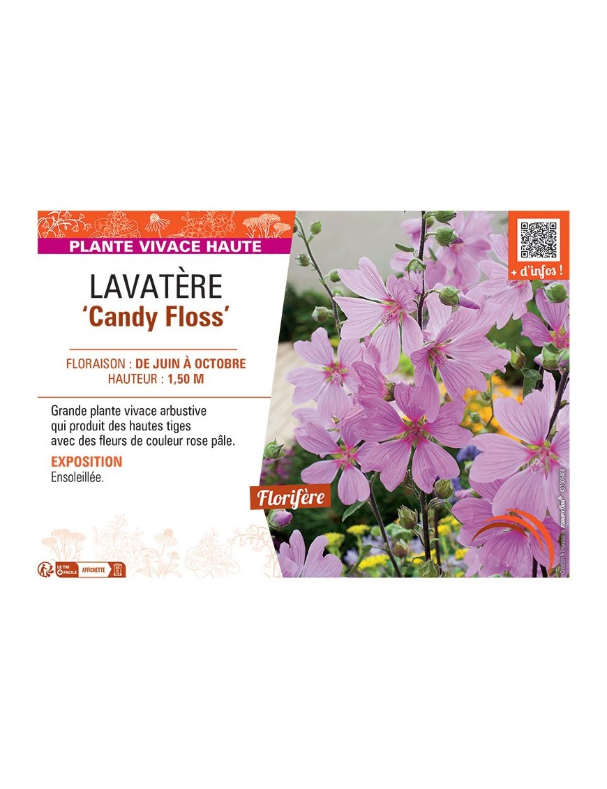 LAVATERE CANDY FLOSS
