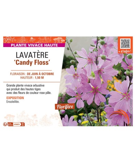 LAVATERE CANDY FLOSS
