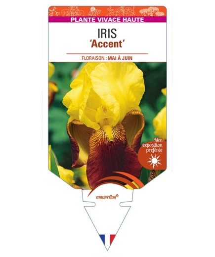 IRIS (germanica) Accent