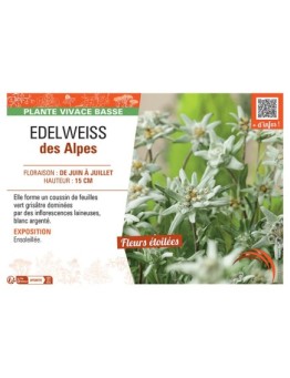 Leontopodium alpinum voir Edelweiss des Alpes