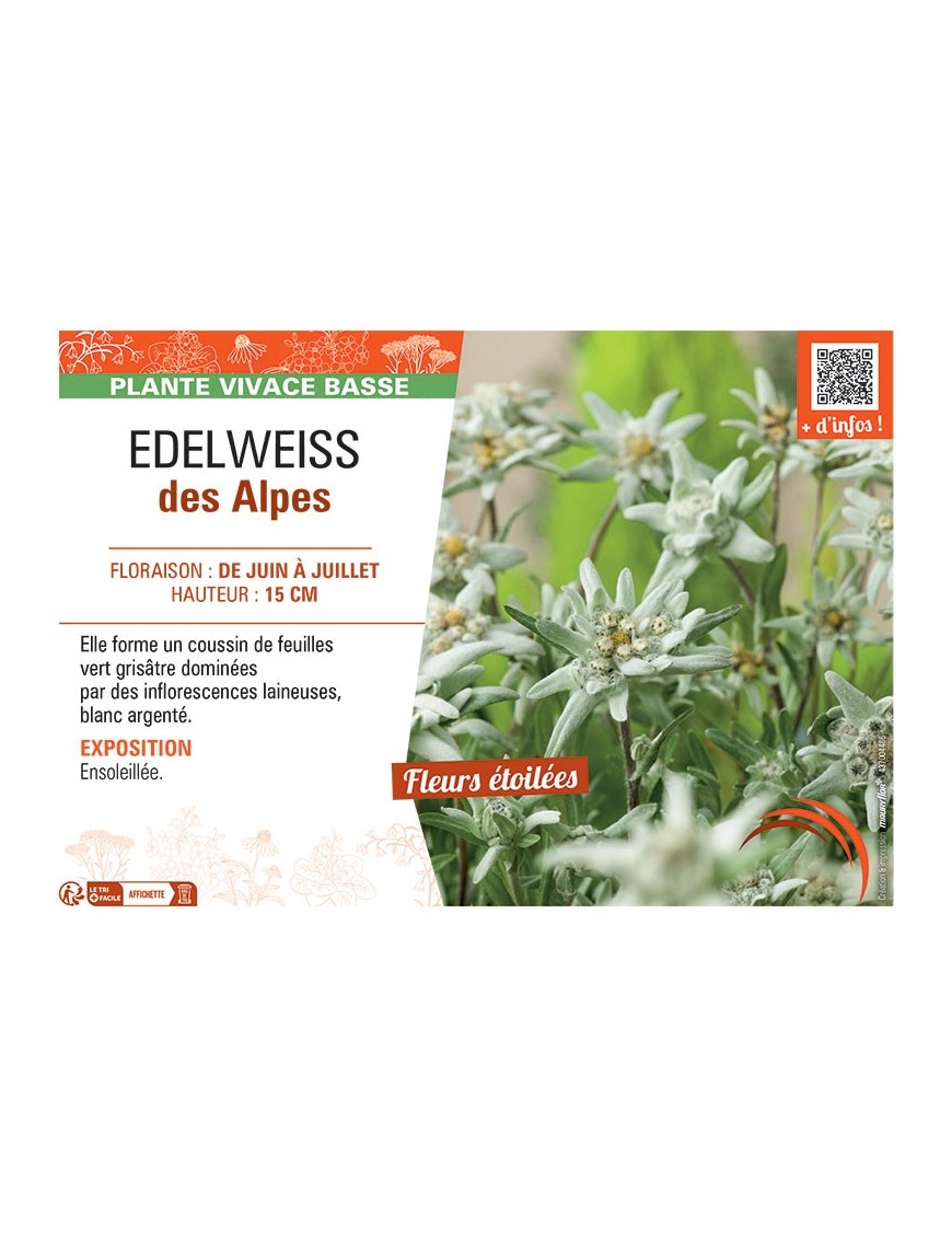 Leontopodium alpinum voir Edelweiss des Alpes