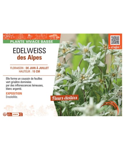 Leontopodium alpinum voir Edelweiss des Alpes