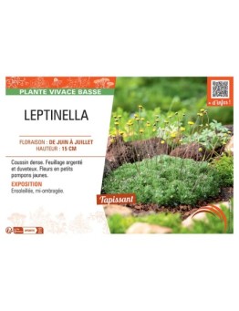 LEPTINELLA