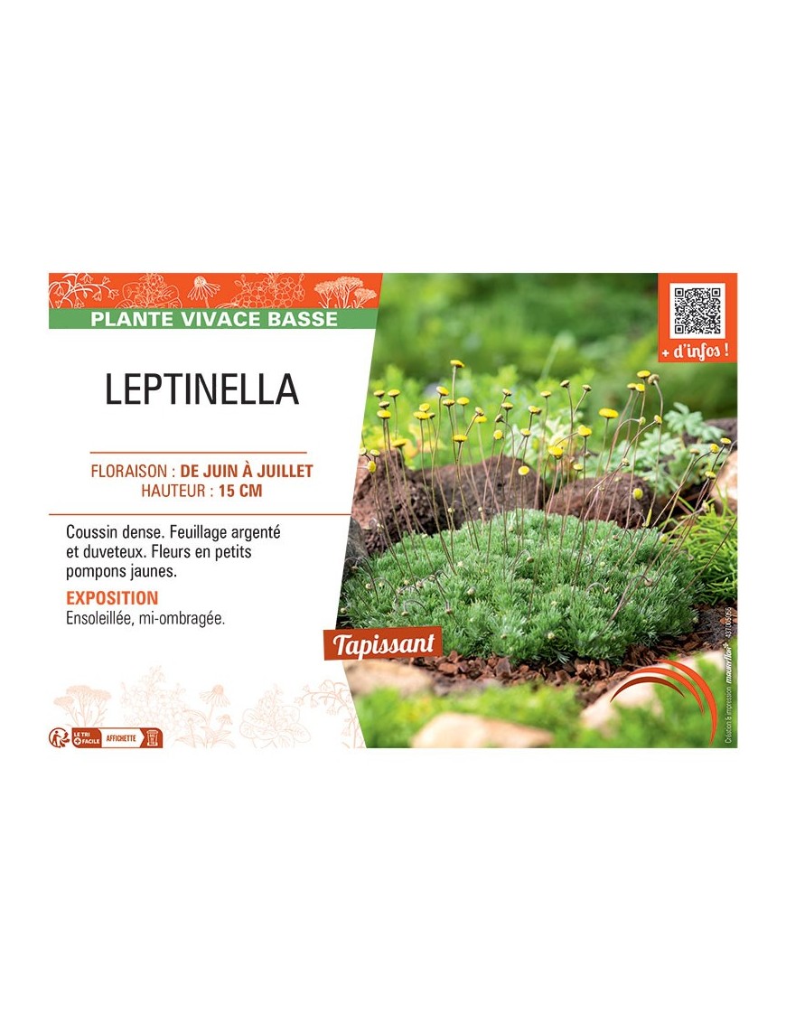 LEPTINELLA