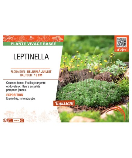 LEPTINELLA