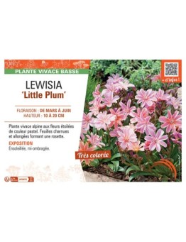LEWISIA LITTLE PLUM