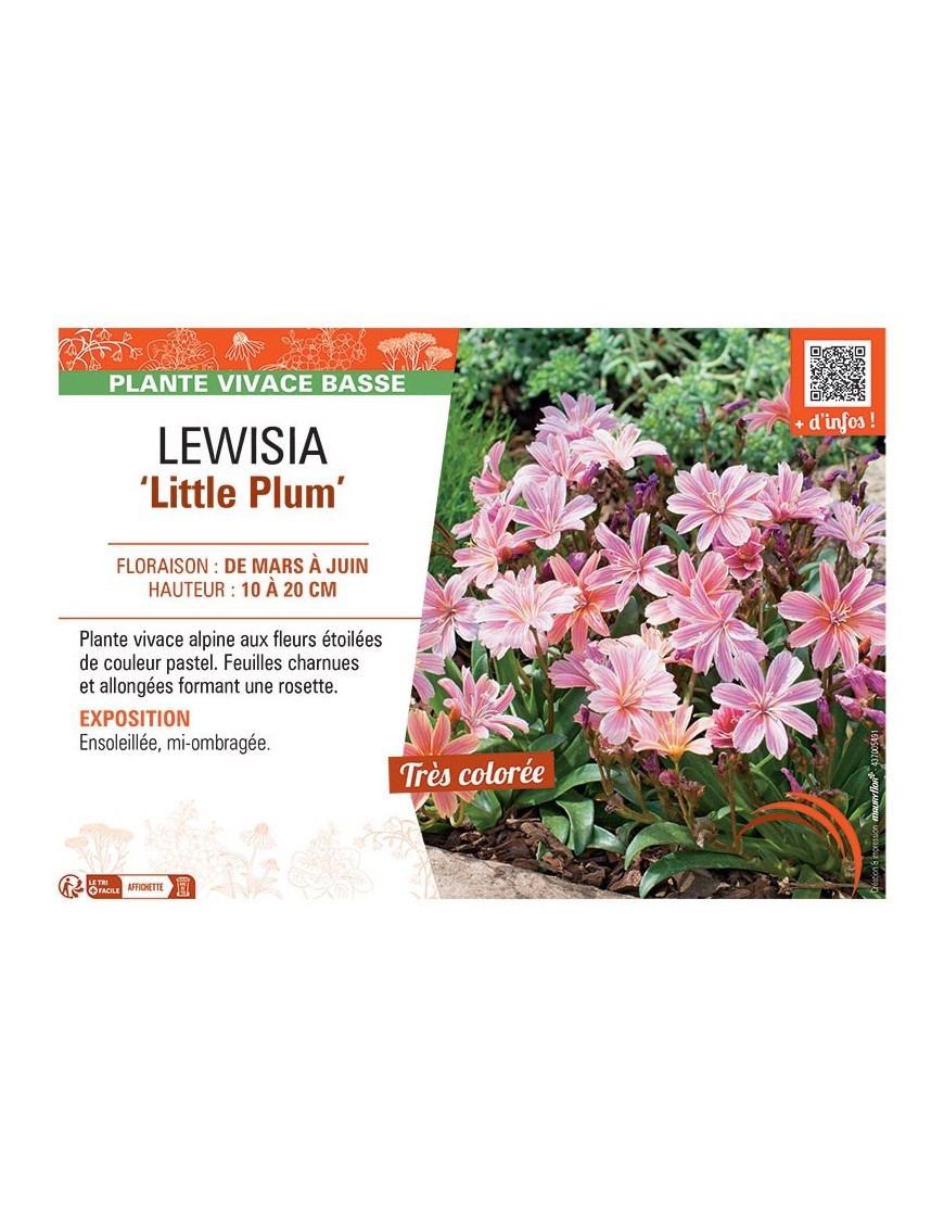 LEWISIA LITTLE PLUM