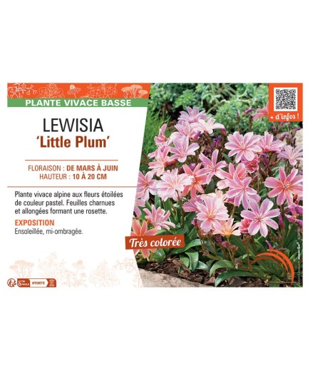 LEWISIA LITTLE PLUM