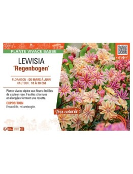 LEWISIA REGENBOGEN