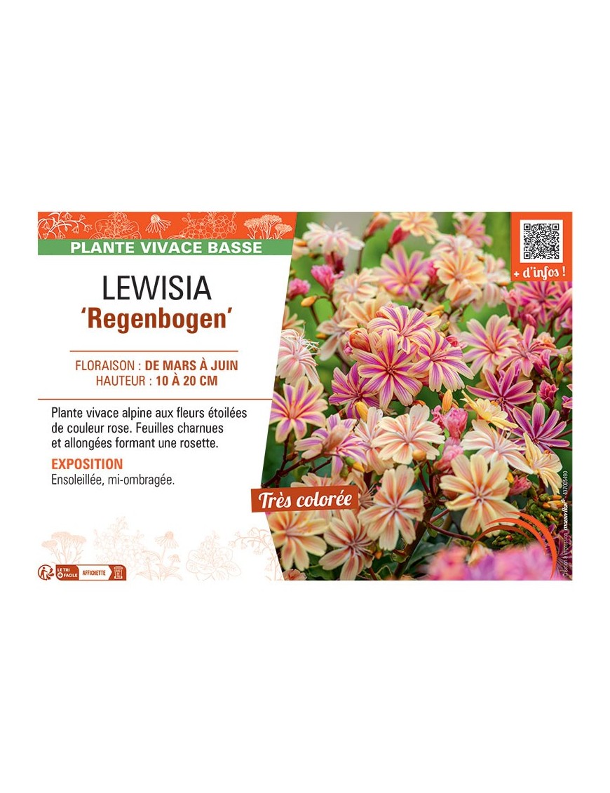 LEWISIA REGENBOGEN