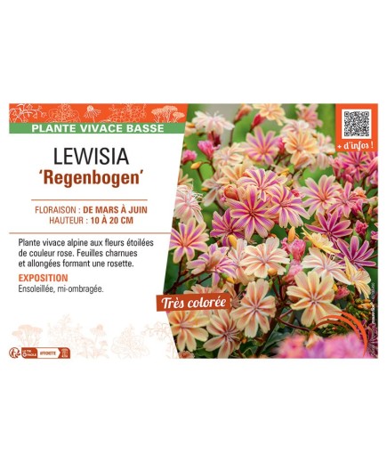 LEWISIA REGENBOGEN