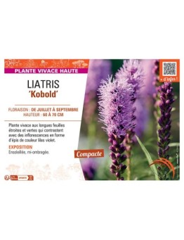 LIATRIS KOBOLD