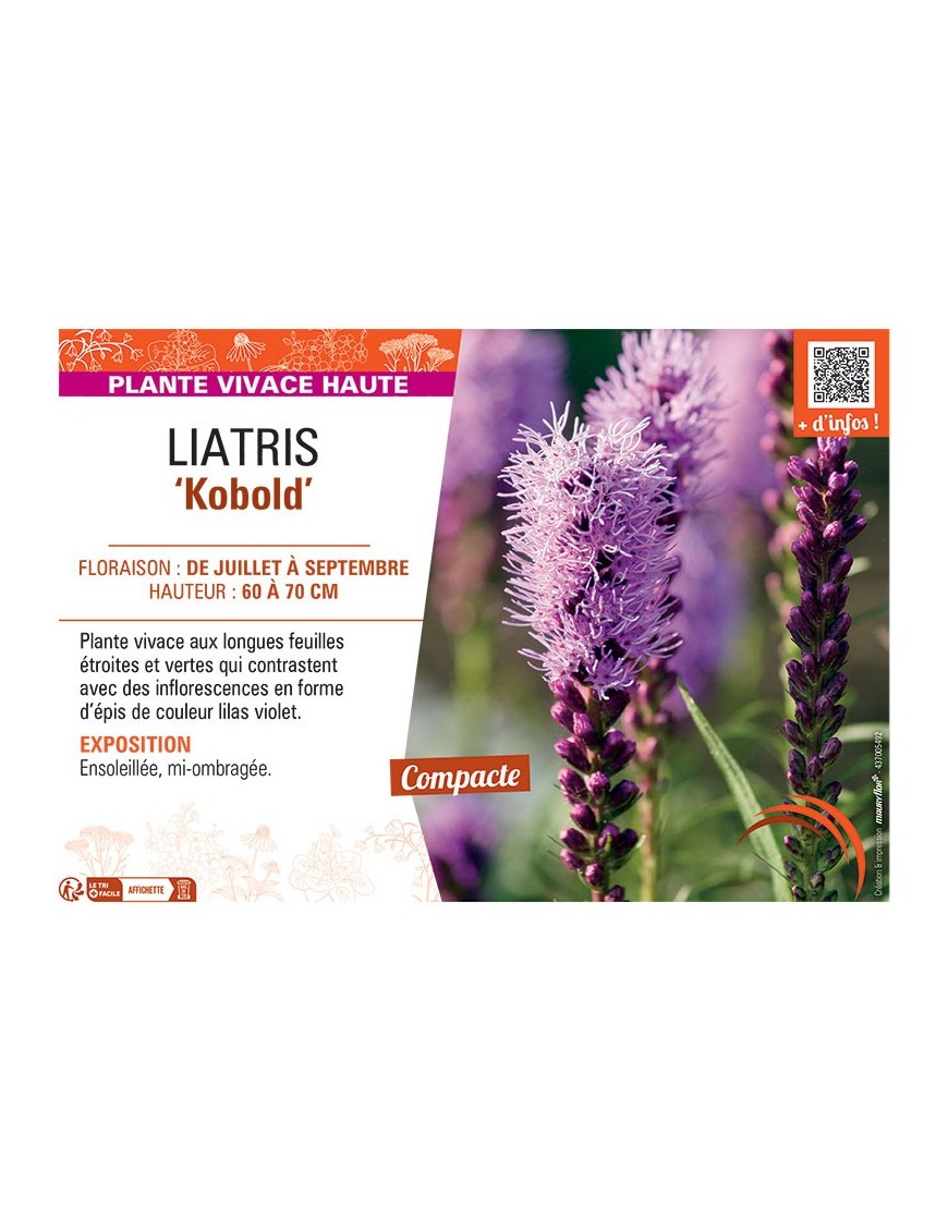 LIATRIS KOBOLD
