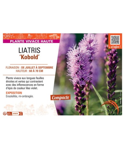 LIATRIS KOBOLD