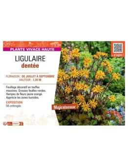 LIGULAIRE DENTEE