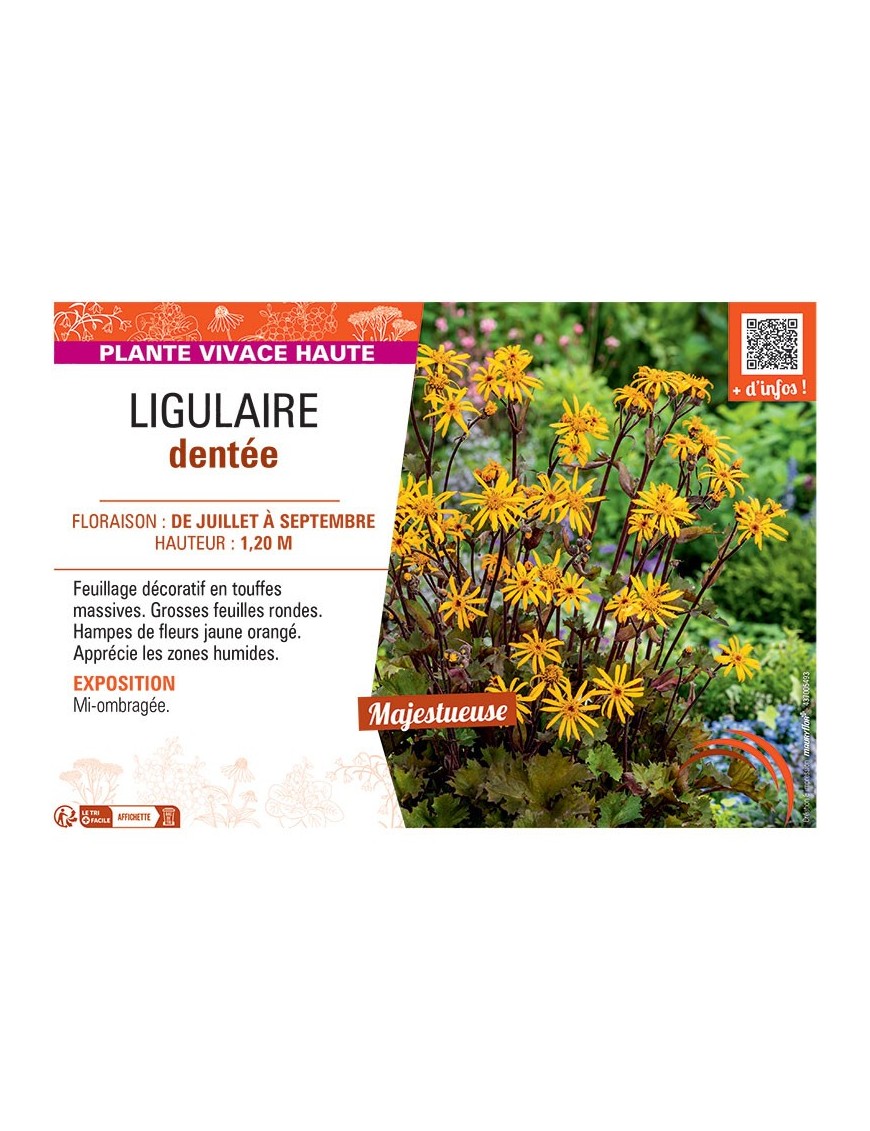 LIGULAIRE DENTEE
