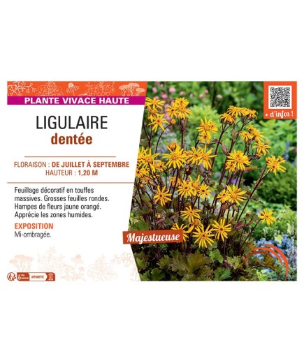 LIGULAIRE DENTEE