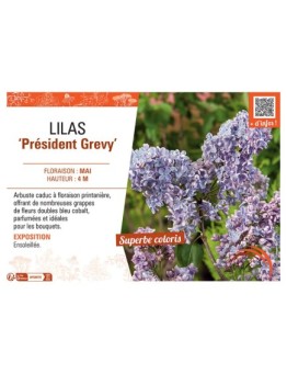 LILAS PRESIDENT GREVY