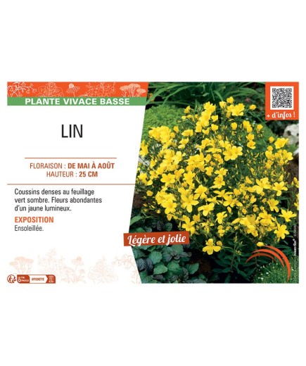 LIN (jaune)