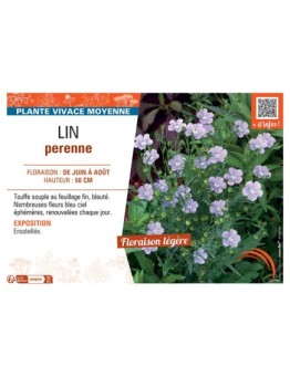 LIN PERENNE (bleu ciel)