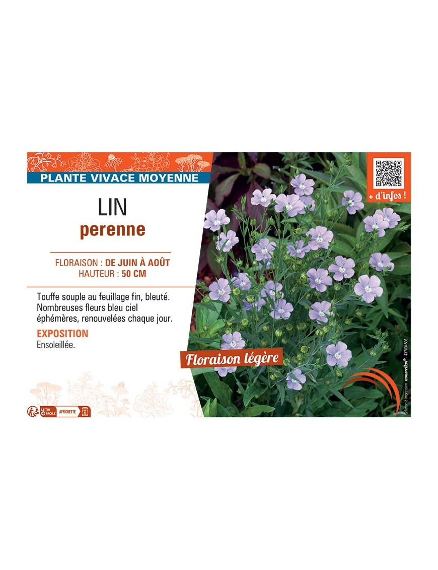 LIN PERENNE (bleu ciel)