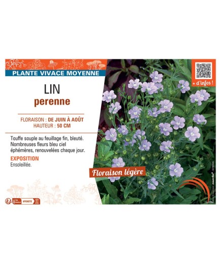 LIN PERENNE (bleu ciel)