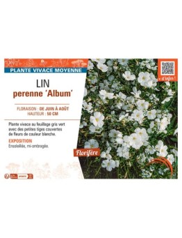 LIN PERENNE ALBUM