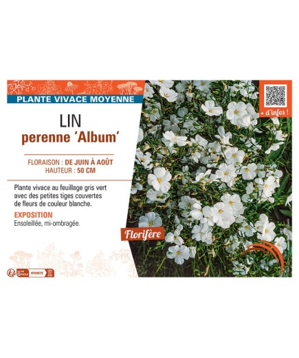 LIN PERENNE ALBUM