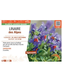 LINAIRE DES ALPES