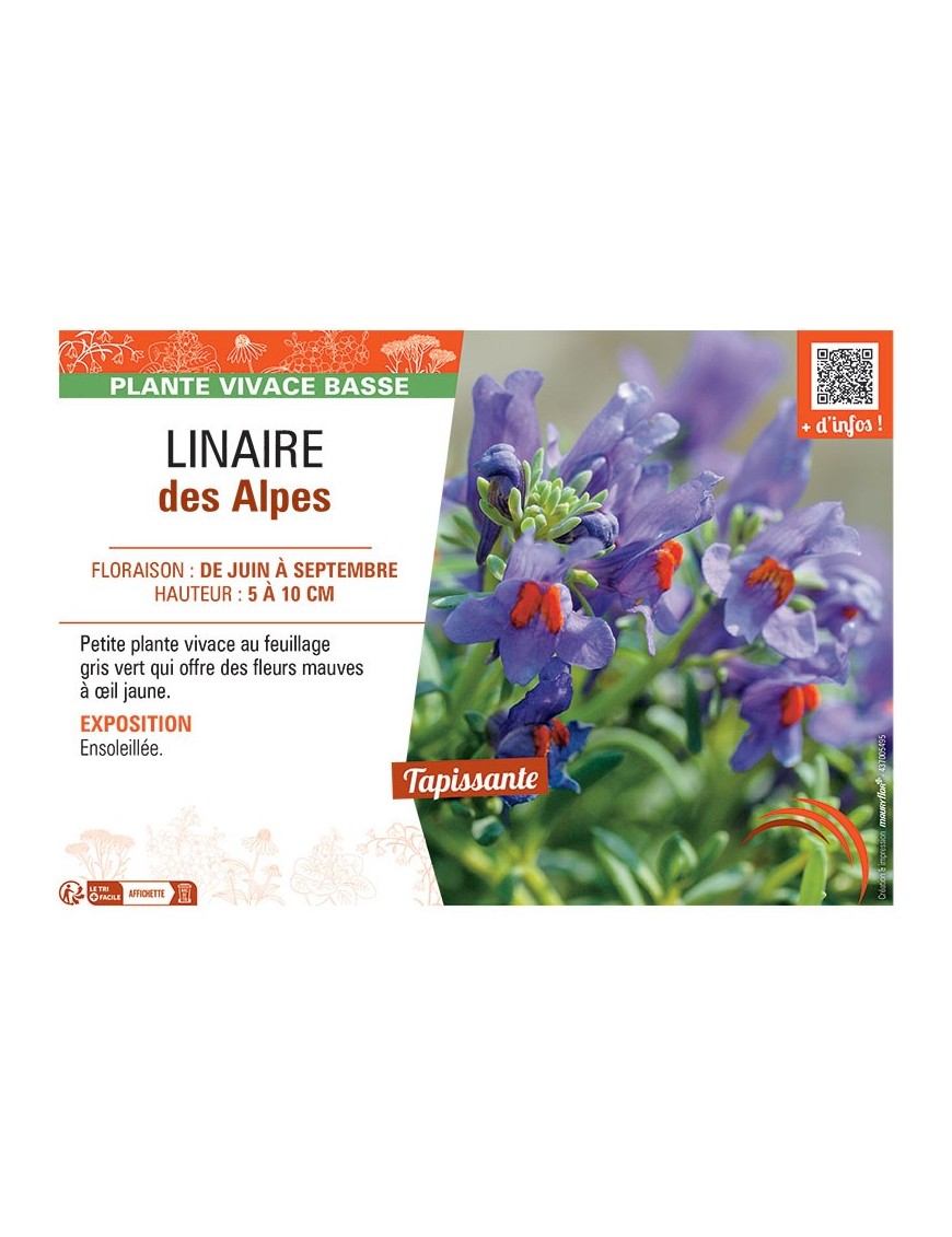 LINAIRE DES ALPES