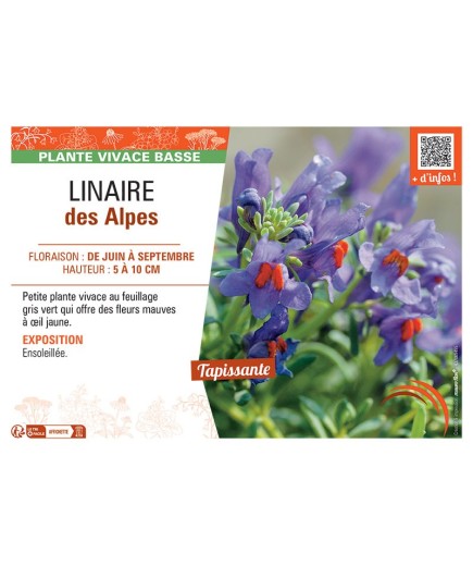 LINAIRE DES ALPES