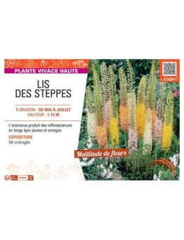 LIS DES STEPPES (varié)