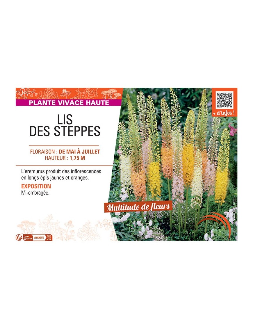 LIS DES STEPPES (varié)