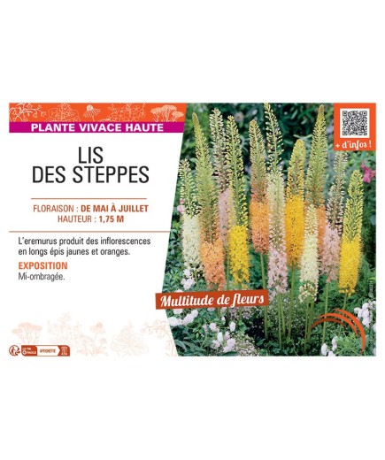 LIS DES STEPPES (varié)