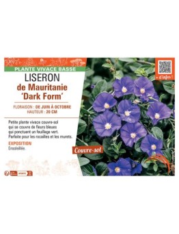 LISERON DE MAURITANIE DARK FORM