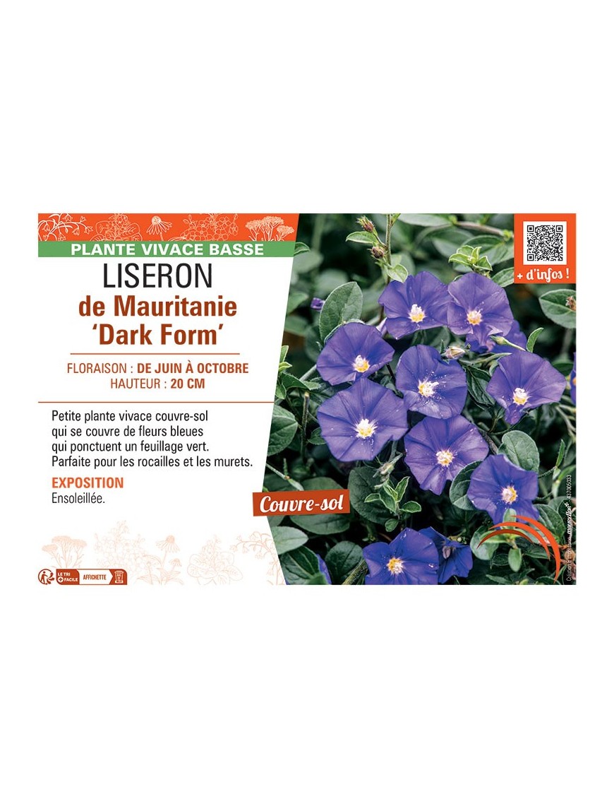 LISERON DE MAURITANIE DARK FORM
