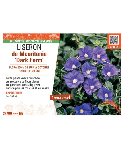 LISERON DE MAURITANIE DARK FORM
