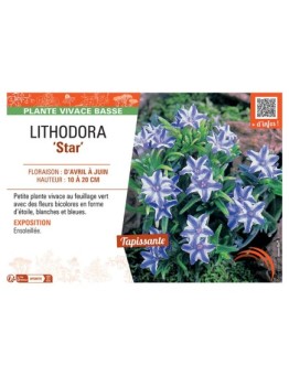 LITHODORA STAR