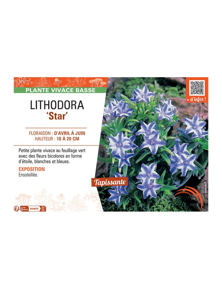LITHODORA STAR