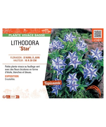 LITHODORA STAR