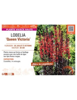 LOBELIA QUEEN VICTORIA