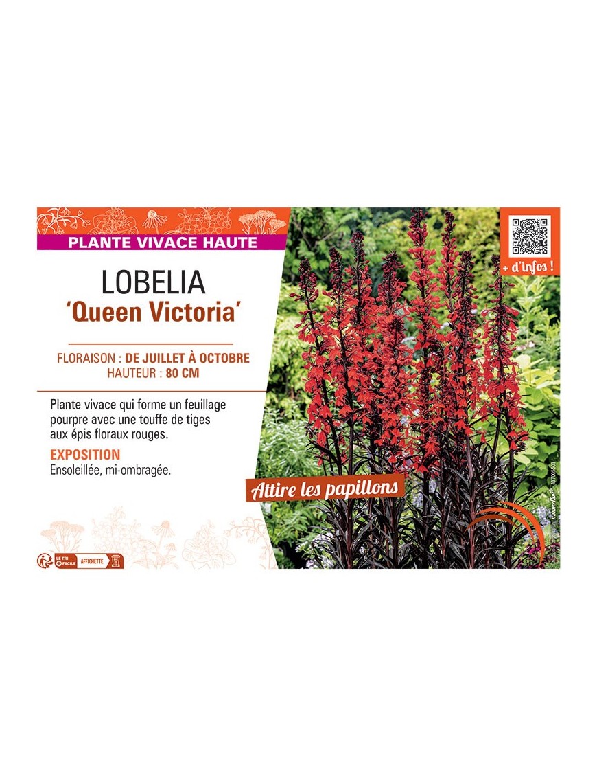 LOBELIA QUEEN VICTORIA