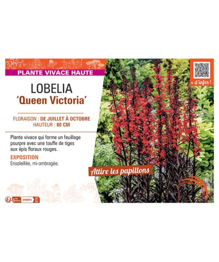 LOBELIA QUEEN VICTORIA