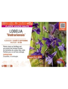LOBELIA VEDRARIENSIS