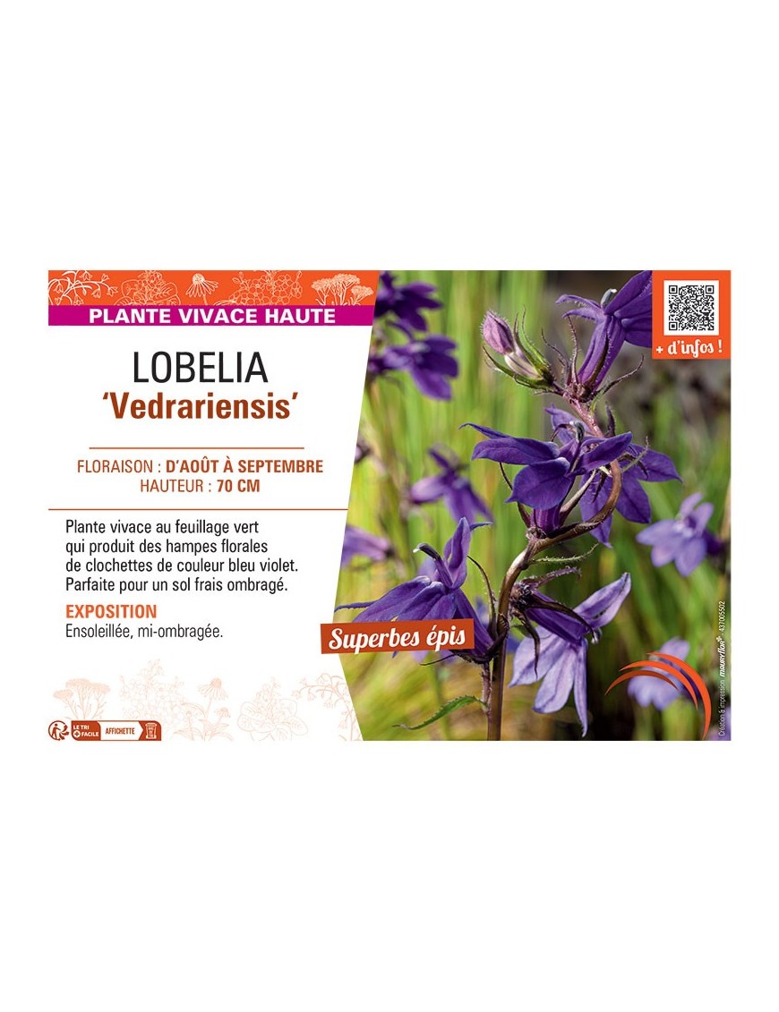 LOBELIA VEDRARIENSIS
