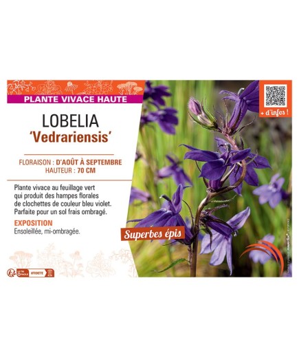 LOBELIA VEDRARIENSIS